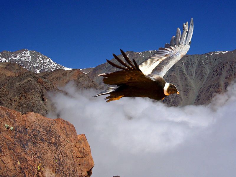 Santiago Private Tour - The amazing Condor flying through the Andes. It is most likely you will see these birds flying. 