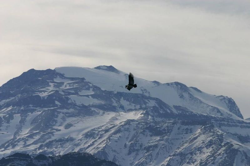 Santiago Private Tour - Condor flying with the view of "El Plomo" in the background.