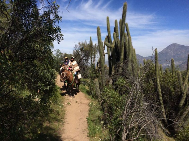 Santiago Private Tour - Passing by the chilean cactus called "quisco"