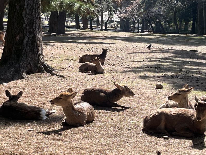 Nara Private Tour - Le Parc de Nara