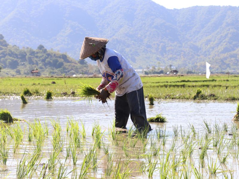 West Java Private Tour - Planting