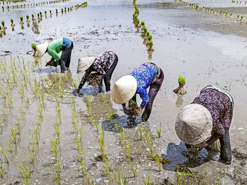 West Java Private Tour - Planting