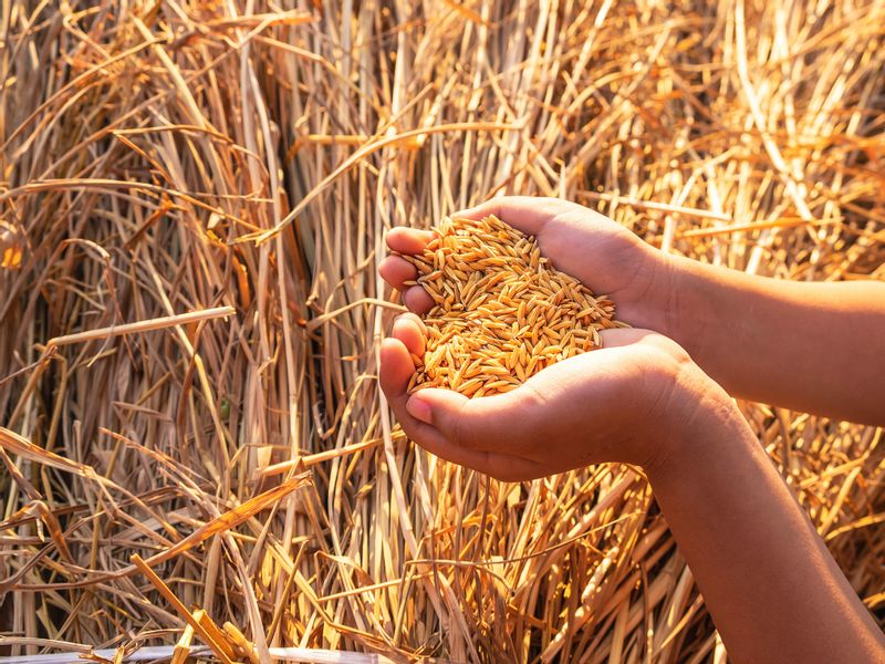 West Java Private Tour - Rice after harvesting