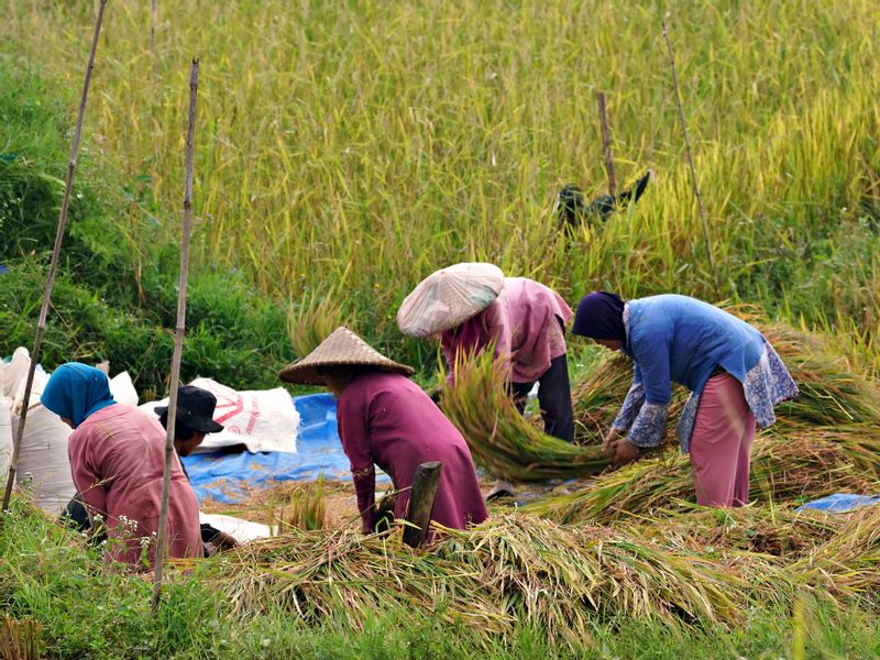 West Java Private Tour - Removing Rice Husk