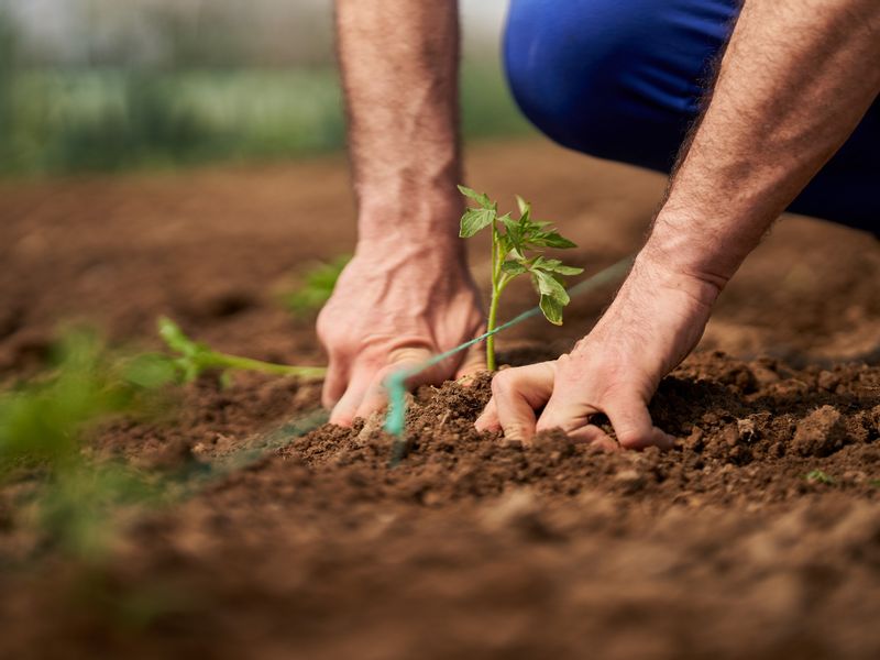 West Java Private Tour - Planting