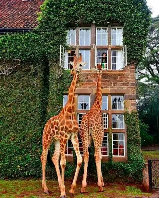 Nairobi Private Tour - Giraffes Manor House.