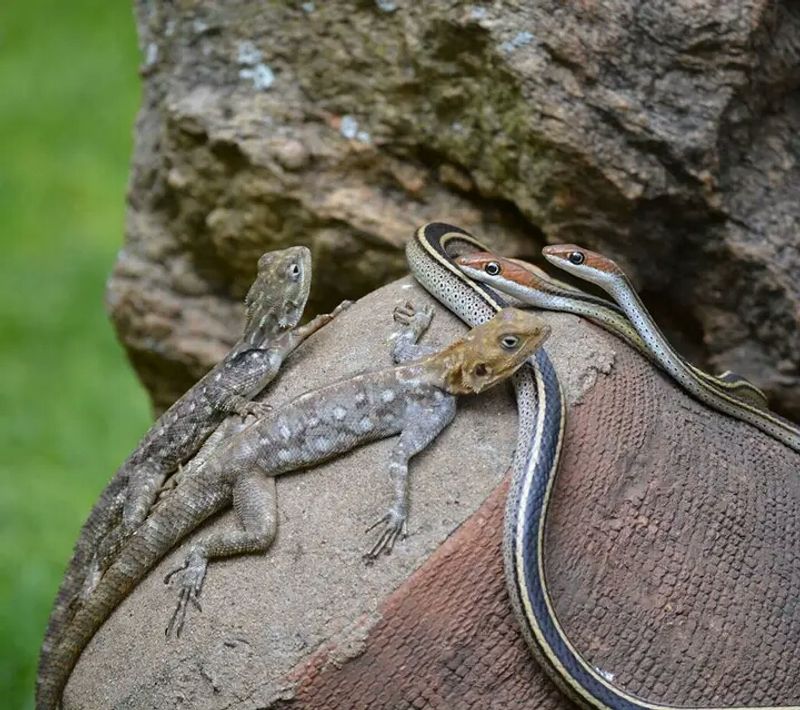 Nairobi Private Tour - Snake park.