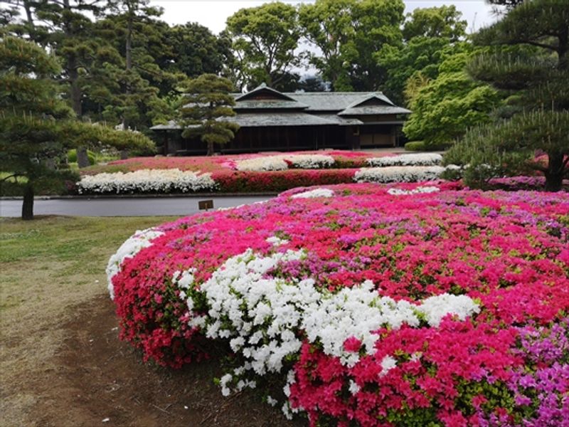 Tokyo Private Tour - A tea house in the Imperial Palace East Garden in early May. 