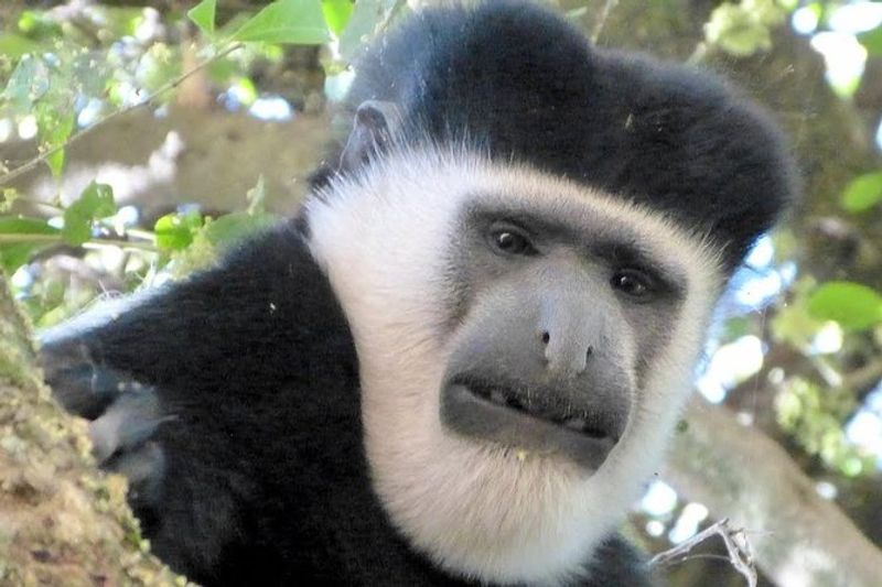 Addis Ababa Private Tour - colobus monkeys