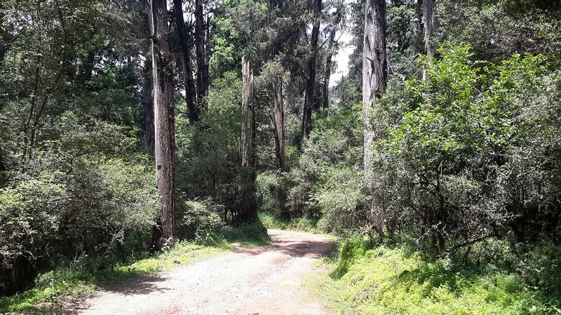 Addis Ababa Private Tour - menagesha hiking forest