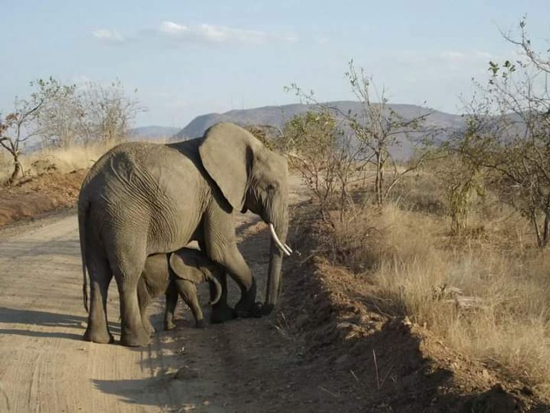 Kilimanjaro Private Tour - null