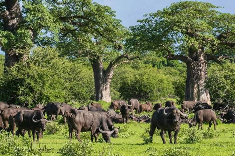 Kilimanjaro Private Tour - null