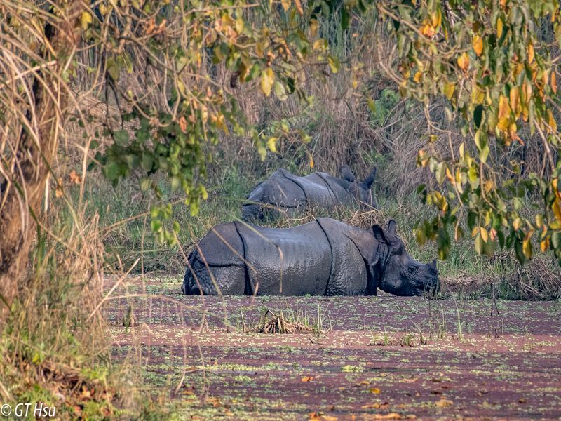 Kathmandu Private Tour - Wilderness on Elephant Back: Explore Chitwan National Park in Style