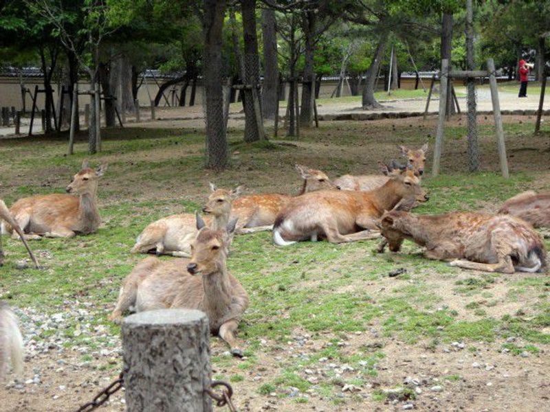 Kyoto Private Tour - Tame deer in Nara Park