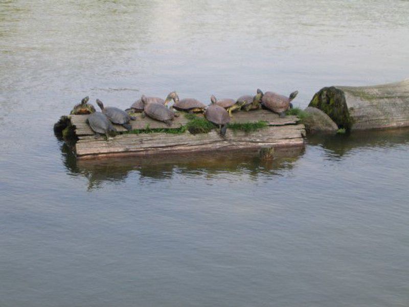 Kyoto Private Tour - Turtles are in Sarusawa Pond.