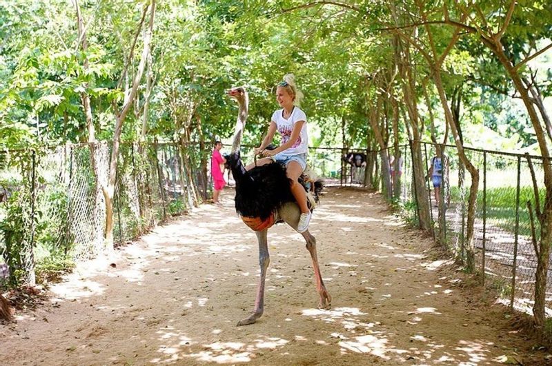 Nha Trang Private Tour - Ostrich riding