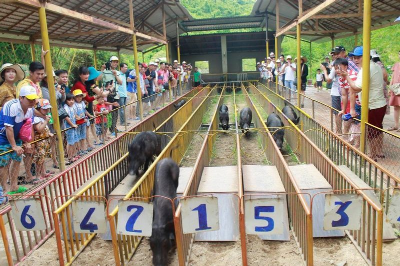 Nha Trang Private Tour - Pig racing