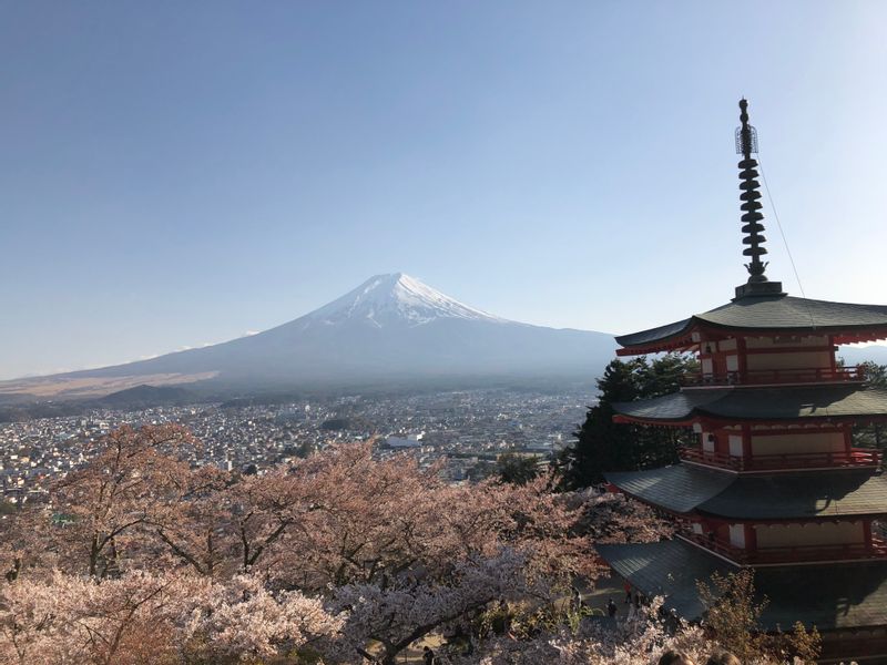 Tokyo Private Tour - Breath-taking  views of Mount Fuji with a crimson pagoda and cherry blossoms in early April.