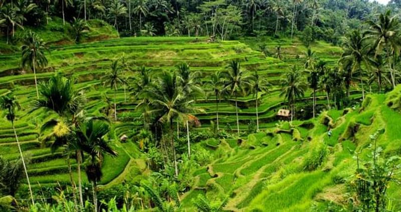 Bali Private Tour - Rice Terrace