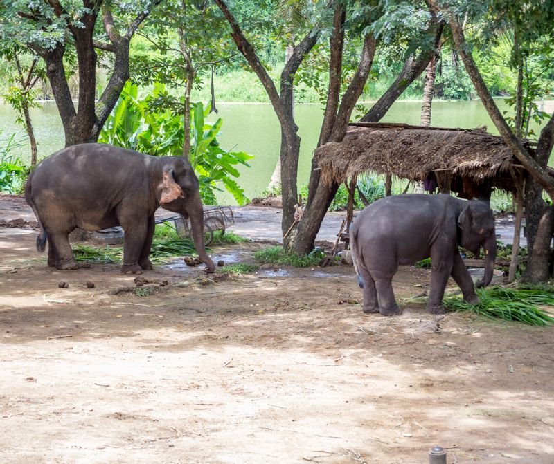 Delhi Private Tour - Elephant Conservation Center