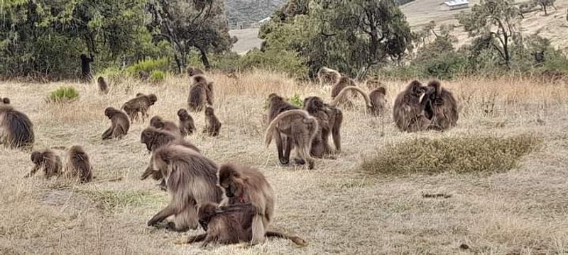 Addis Ababa Private Tour - Gelada Baboons 