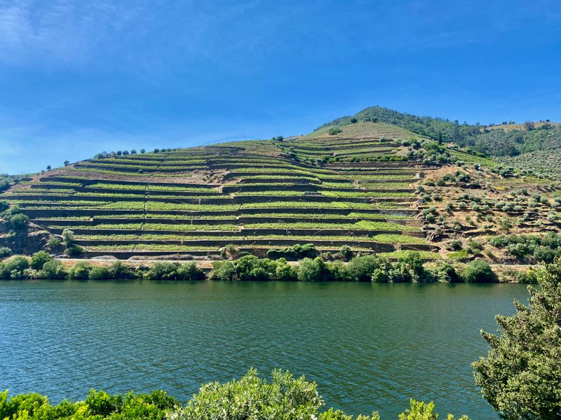 Porto Private Tour - Vineyards in the Douro Valley