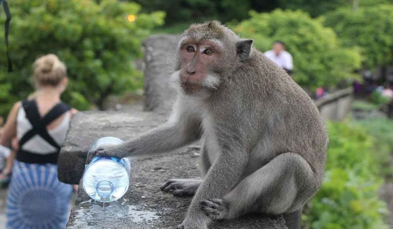 Bali Private Tour - Monkey