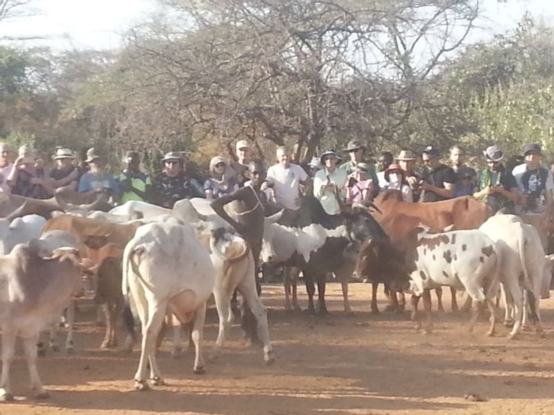 Addis Ababa Private Tour - The bull jumping ceremony of Hamer tribe 