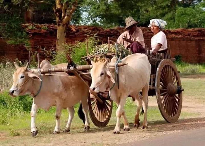 Siem Reap Private Tour - null