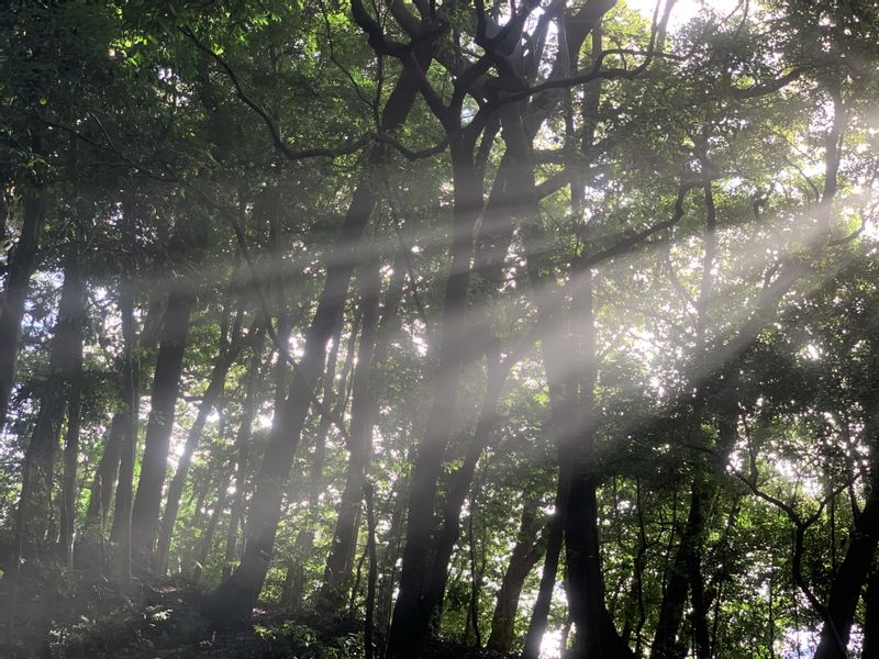 Mie Private Tour - 【Sunlights come through trees at Shrine】
Shinto began with a nature worship in ancient time.