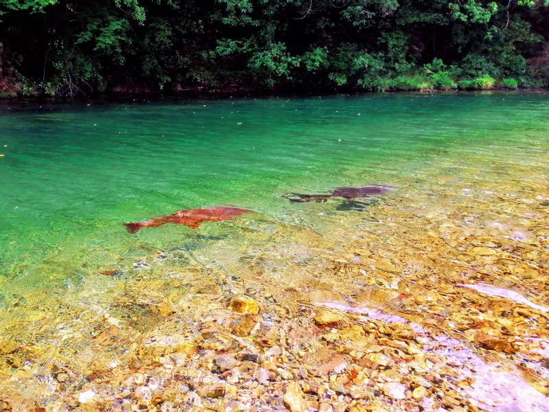 Mie Private Tour - 【Clear water of Isuzugawa river】