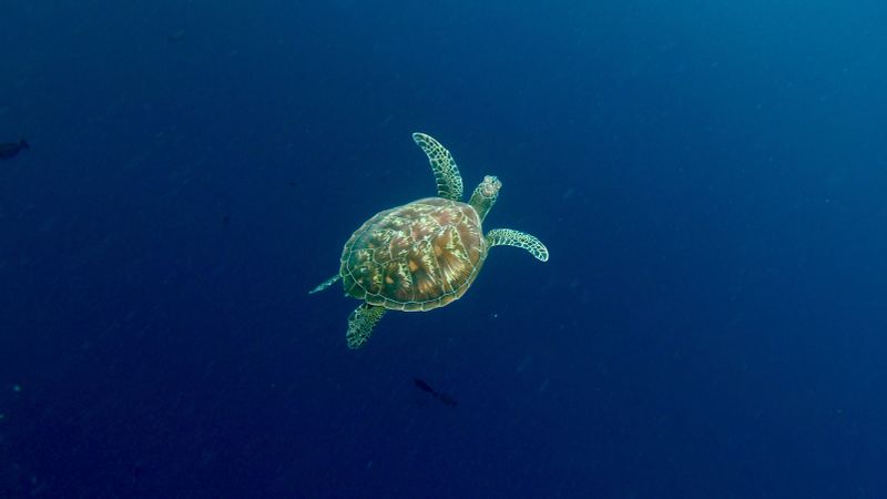 North Sulawesi Private Tour - A sea turtle is swimming