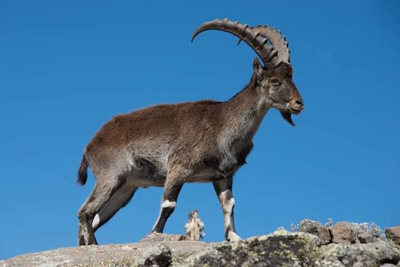 Addis Ababa Private Tour - The endemic Waliya ibex, Simen Mountains NP