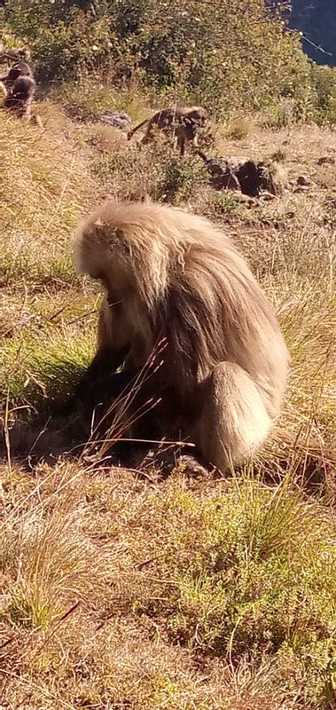 Addis Ababa Private Tour - Gelada Baboon in the Simen Mountains NP