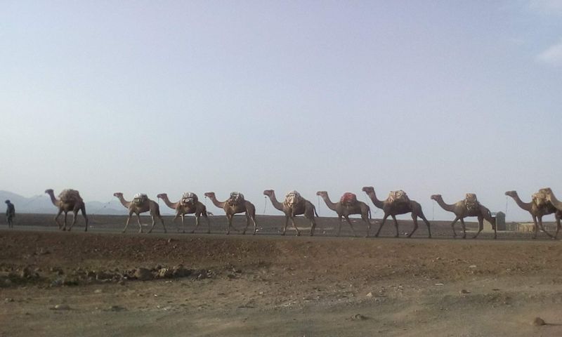 Addis Ababa Private Tour - Camel caravan during evening time