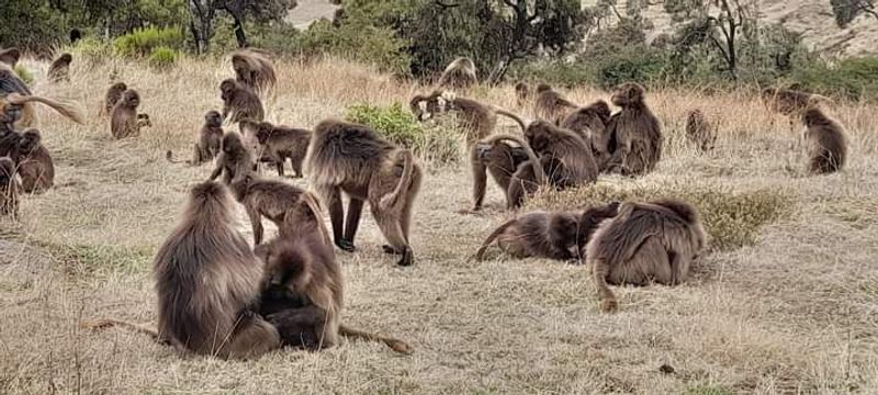 Addis Ababa Private Tour - Gelada Baboons in the Simen Mountain NP