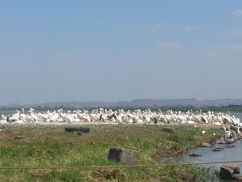 Addis Ababa Private Tour - Pelicans on lake Tana/Bahirdar