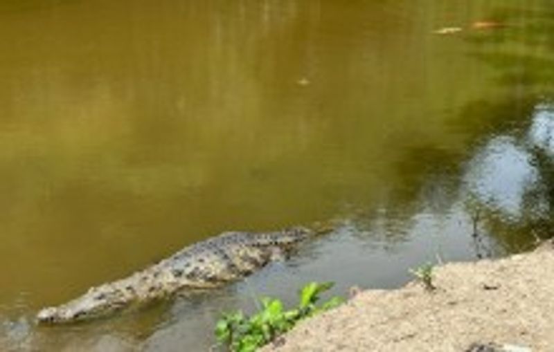 Accra Private Tour - Hans Cottage Crocodile Pond