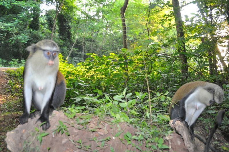 Accra Private Tour - Tafi Atome Monkey Sanctuary