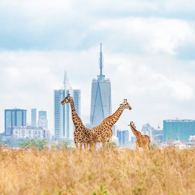 Nairobi Private Tour - null