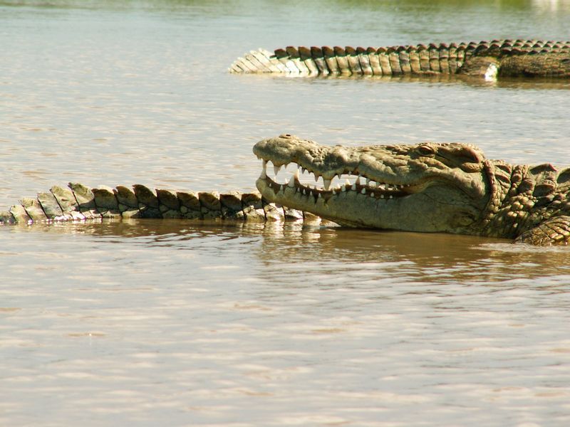 Addis Ababa Private Tour - Nile crocodile at Chamo /Arbaminch 