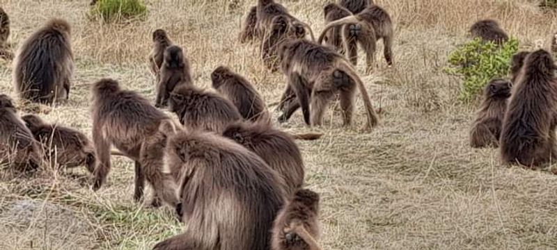 Addis Ababa Private Tour - Troops of Gelada Baboons while grazing grass in the Simen.