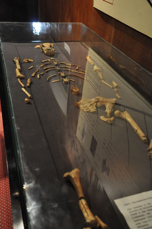 Addis Ababa Private Tour - The fossil of Lucy, 3.2myo at national museum/Addis Ababa.