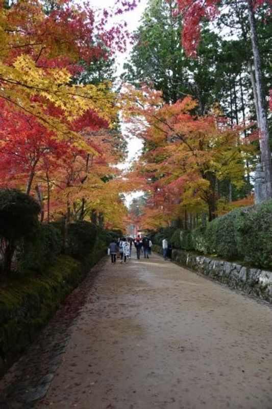 Mount Koya Private Tour - null