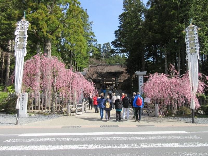 Mount Koya Private Tour - null