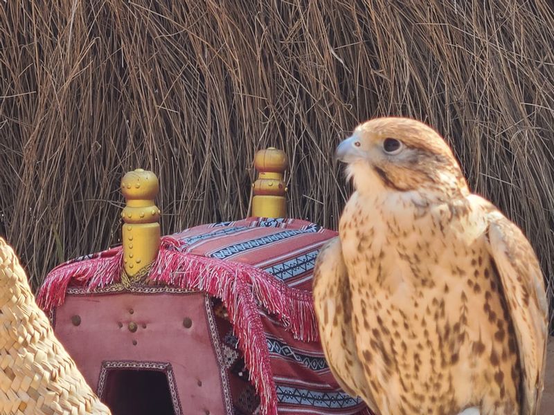 Dubai Private Tour - National Bird, Falcon, at Al Fahidi Heritage Village Bastakiya