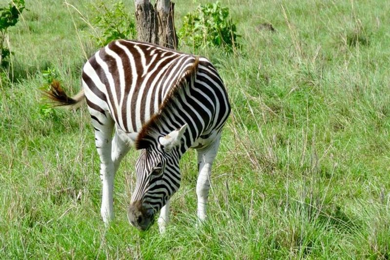 Accra Private Tour - Zebra at The Shai Hills Forest Reserve