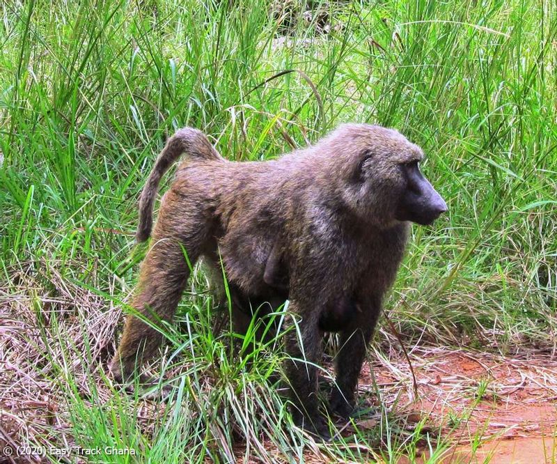 Accra Private Tour - Baboon at The Shai Hills Forest Reserve