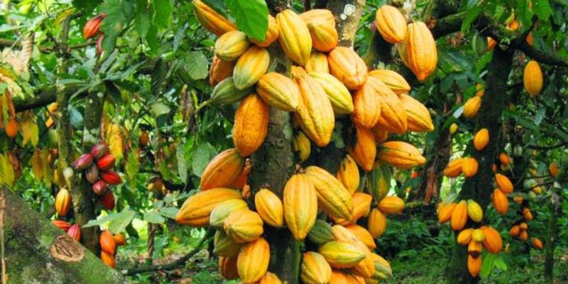 Accra Private Tour - Cocoa Mampong Akuapem