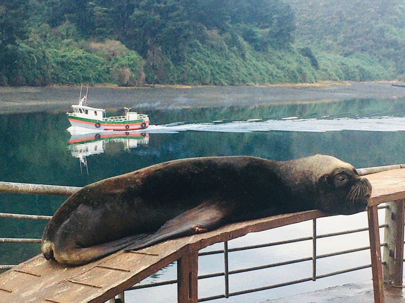 Puerto Montt Private Tour - null